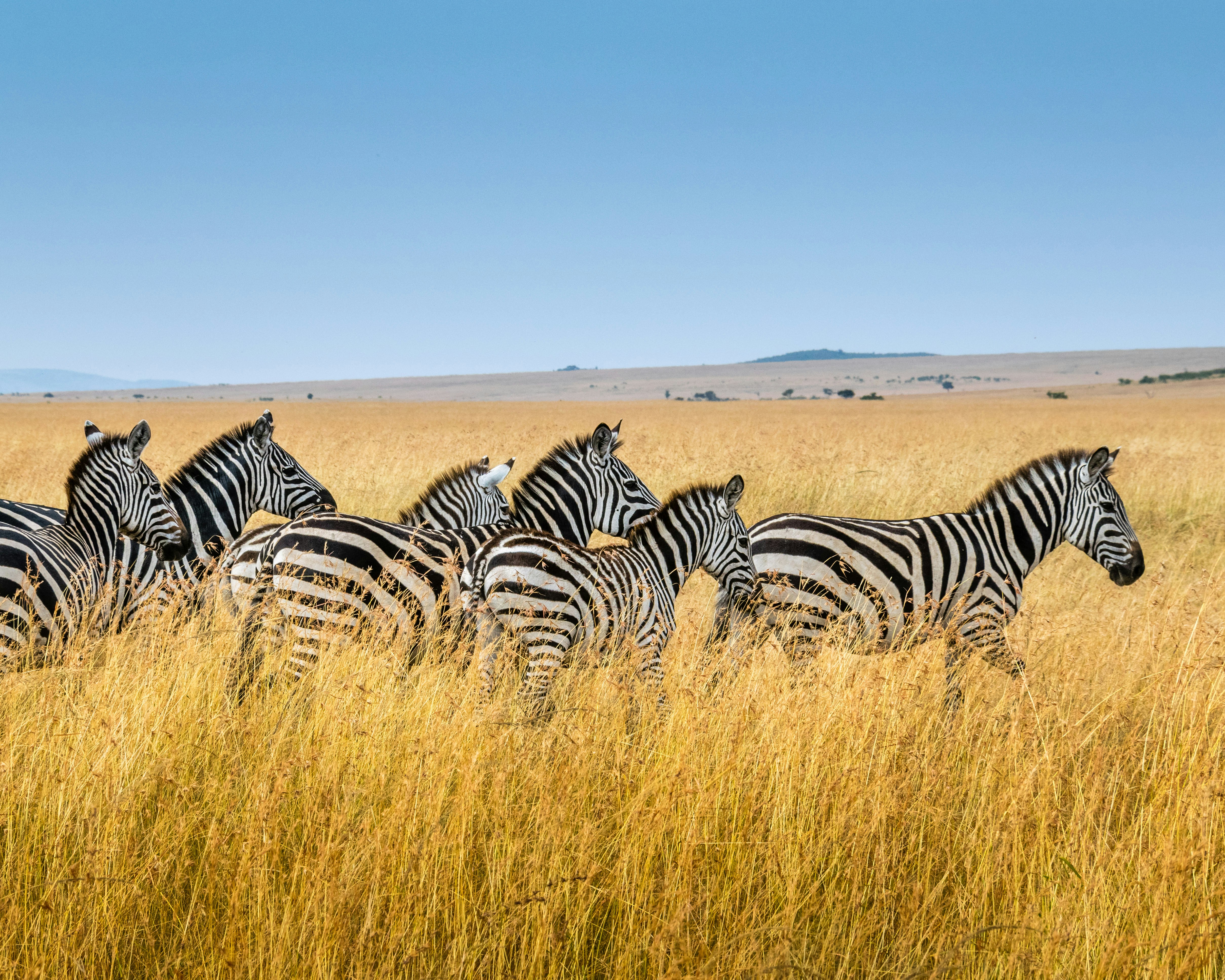 Kenyan Wildlife
